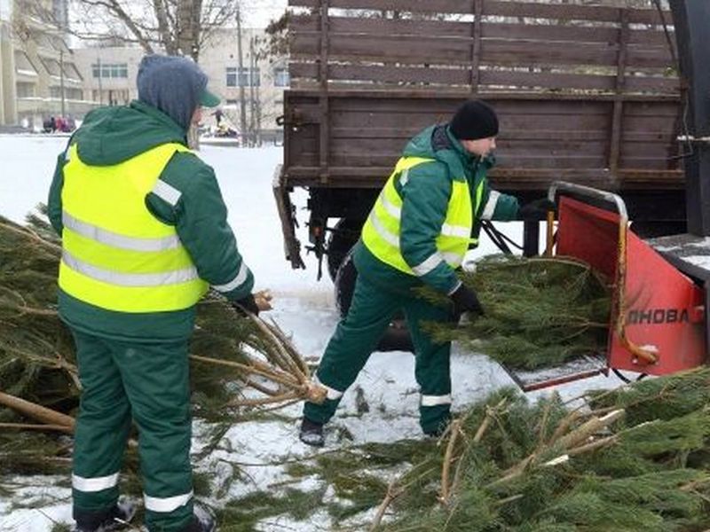 Администрация города информирует об организации сбора ёлок после праздников..